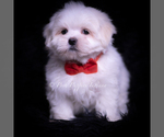 Puppy Zippy Maltese