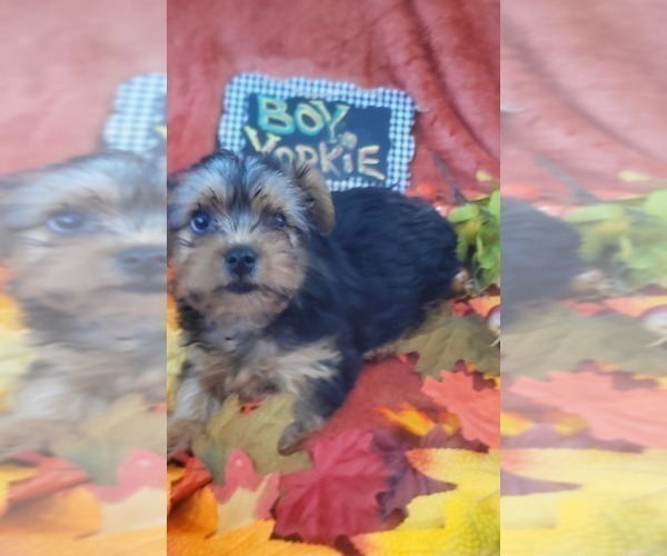 Medium Photo #23 Yorkshire Terrier Puppy For Sale in AKRON, OH, USA