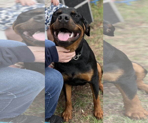 Medium Photo #1 Rottweiler Puppy For Sale in Mooresville, NC, USA