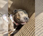 Small #3 Mutt