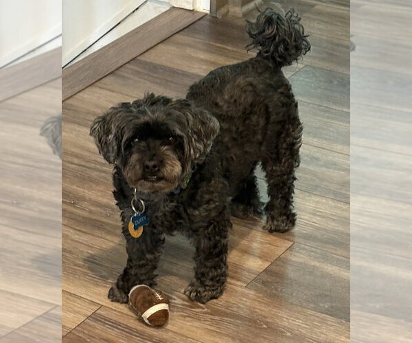 Medium Photo #2 Shih Tzu-Unknown Mix Puppy For Sale in Mooresville, NC, USA