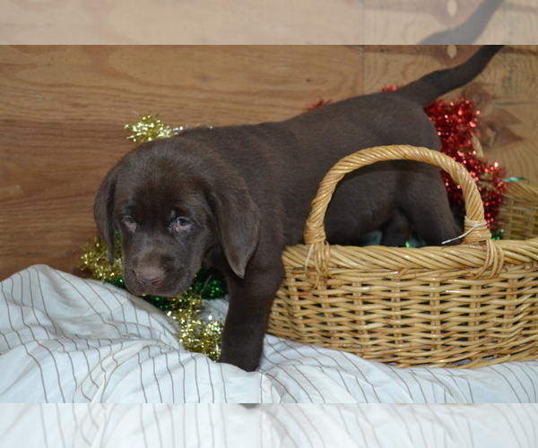 Medium Photo #3 Labrador Retriever Puppy For Sale in GREENWOOD, WI, USA