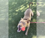 Small #1 American Pit Bull Terrier
