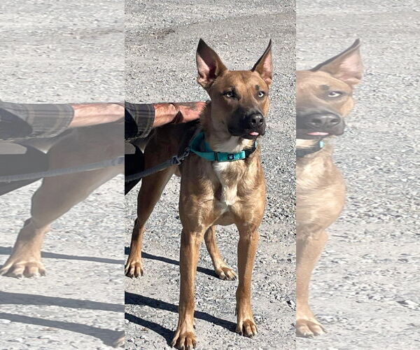 Medium Photo #5 American Pit Bull Terrier-German Shepherd Dog Mix Puppy For Sale in Rustburg, VA, USA