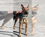 Small #4 American Pit Bull Terrier-German Shepherd Dog Mix