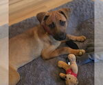 Small #2 Mutt