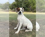 Small #3 Boxer Mix