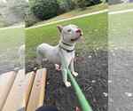 Small #8 American Pit Bull Terrier Mix