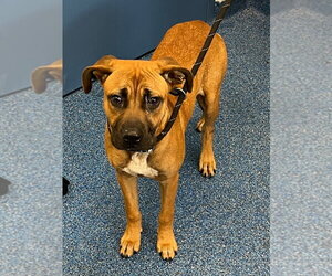 Labrador Retriever Dogs for adoption in Tarboro, NC, USA