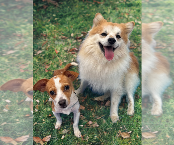 Medium Photo #1 Pomeranian-Unknown Mix Puppy For Sale in Newport Beach, CA, USA