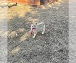 Small Photo #15 Pomsky Puppy For Sale in LOVELAND, CO, USA