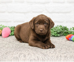 Small #14 Labrador Retriever