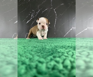 Medium Boston Terrier