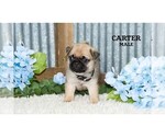 Small #11 Pug