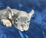 Small Photo #6 French Bulldog Puppy For Sale in TULSA, OK, USA