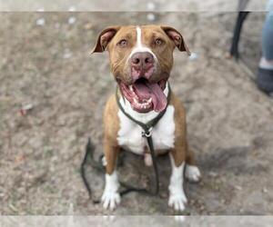 American Pit Bull Terrier-Unknown Mix Dogs for adoption in Tavares, FL, USA
