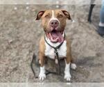 Small American Pit Bull Terrier Mix