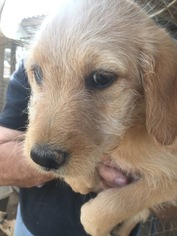 Labradoodle Puppy for sale in SCOTTSDALE, AZ, USA