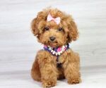 Small Photo #24 Poodle (Miniature) Puppy For Sale in LAS VEGAS, NV, USA