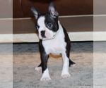 Small Photo #23 Boston Terrier Puppy For Sale in WINNSBORO, TX, USA