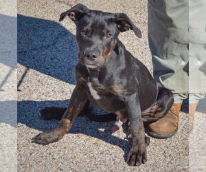 Finch - Male American Staffordshire Terrier-Rottweiler Mix Dog for Adoption - Photo #3