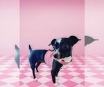 Small #7 Italian Greyhuahua