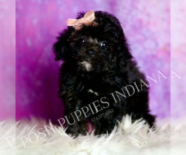 Medium Photo #119 Poodle (Miniature) Puppy For Sale in WARSAW, IN, USA