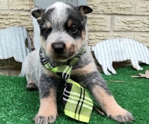 Australian Cattle Dog Puppy for sale in CARTHAGE, TX, USA