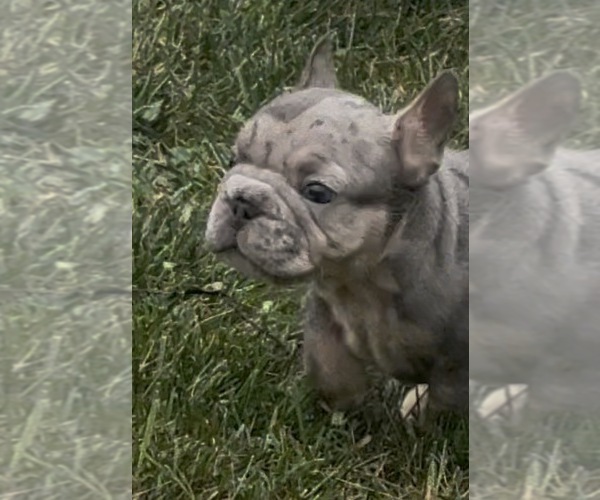 Medium Photo #8 French Bulldog Puppy For Sale in SUSSEX, WI, USA