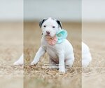 Small #1 American Pit Bull Terrier-Labrador Retriever Mix