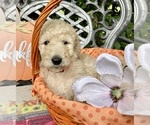 Small Photo #10 Goldendoodle-Poodle (Standard) Mix Puppy For Sale in LEICESTER, NC, USA