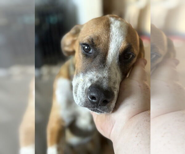 Medium Photo #2 Mutt Puppy For Sale in Evansville, IN, USA