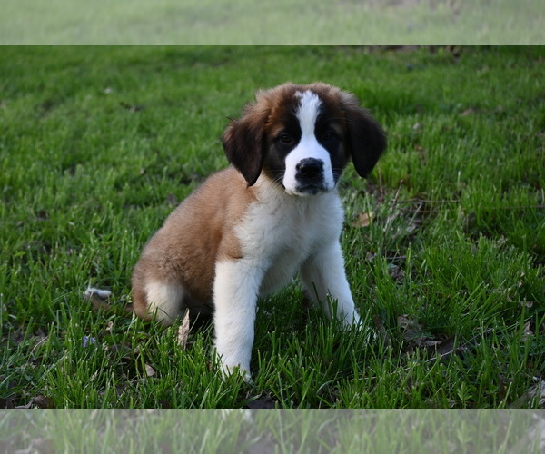 Medium Photo #2 Saint Bernard Puppy For Sale in AVALON, MO, USA