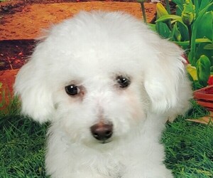 Bichon Frise Puppy for sale in WINSTON SALEM, NC, USA