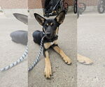 Small #1 German Shepherd Dog Mix