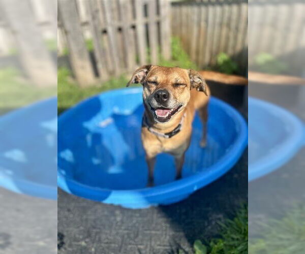 Medium Photo #29 Puggle Puppy For Sale in Gloversville, NY, USA