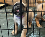 Small #5 Boerboel-Cane Corso Mix