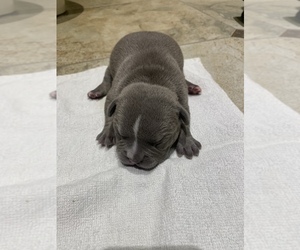 American Bully Dog for Adoption in HIALEAH, Florida USA