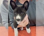 Small #1 Basenji