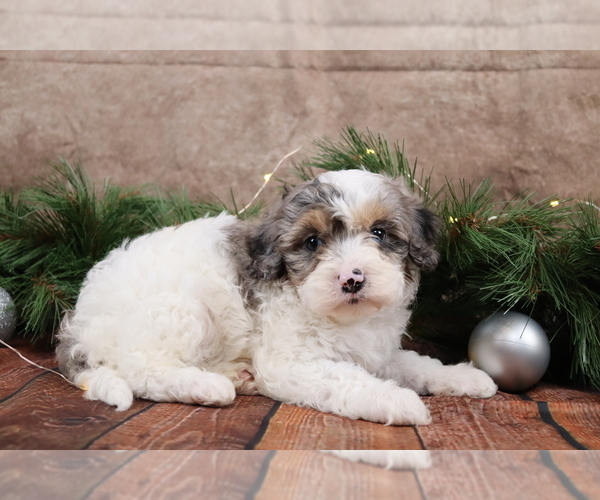 Medium Photo #1 Cavapoo (Toy) Puppy For Sale in WEST SALEM, OH, USA