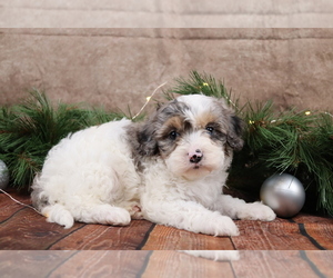 Cavapoo (Toy) Puppy for sale in WEST SALEM, OH, USA