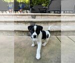 Small Photo #4 Labrador Retriever-Unknown Mix Puppy For Sale in Escondido, CA, USA