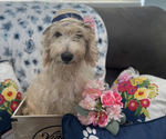 Small Photo #2 Goldendoodle Puppy For Sale in SEBRING, FL, USA