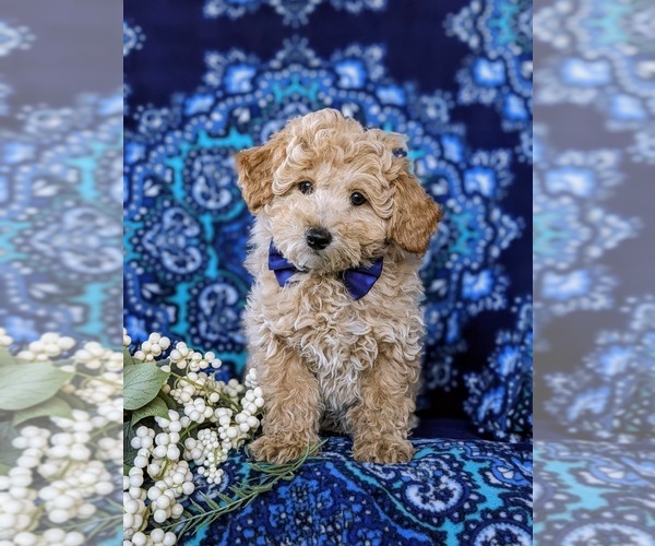 Medium Photo #2 Bichpoo Puppy For Sale in CHRISTIANA, PA, USA
