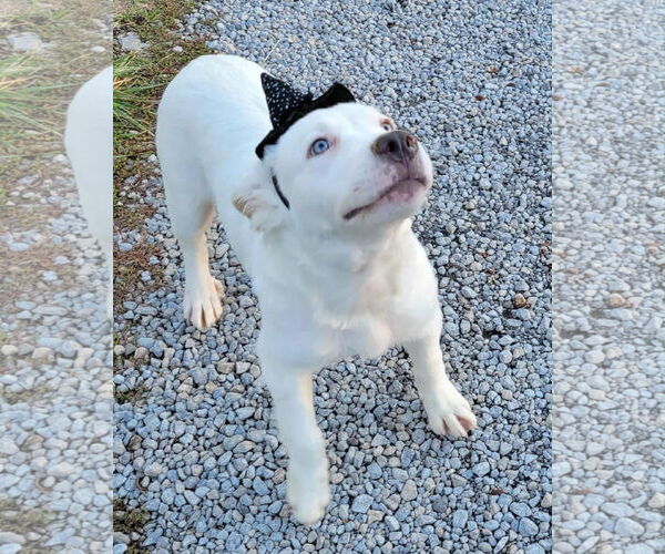 Medium Photo #5 Great Pyrenees-Unknown Mix Puppy For Sale in Germantown, OH, USA