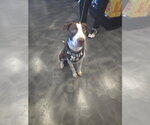 Small #13 American Pit Bull Terrier Mix