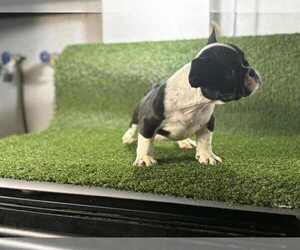 American Bully Puppy for sale in LANCASTER, PA, USA