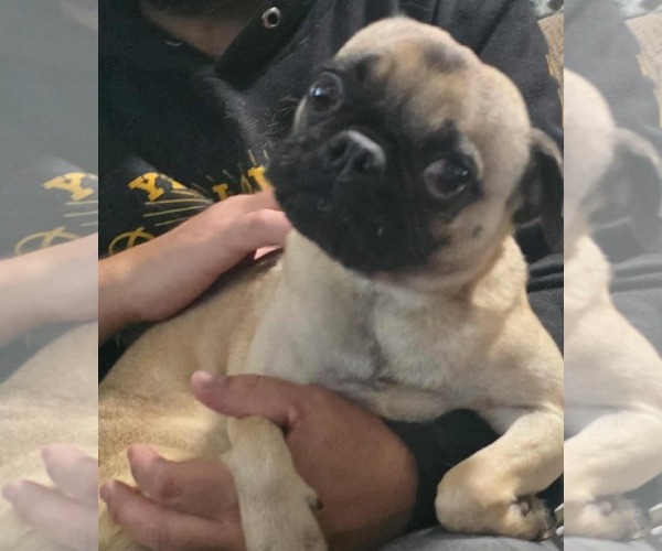 Medium Photo #1 Pug-Unknown Mix Puppy For Sale in Minneapolis, MN, USA