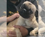 Small Pug Mix