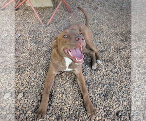 Labrador Retriever-Unknown Mix Dogs for adoption in Anniston, AL, USA